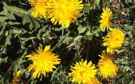 Herb of the Month – Dandelion