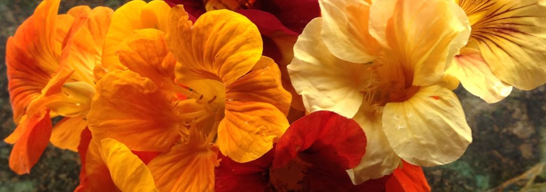 Nasturtium