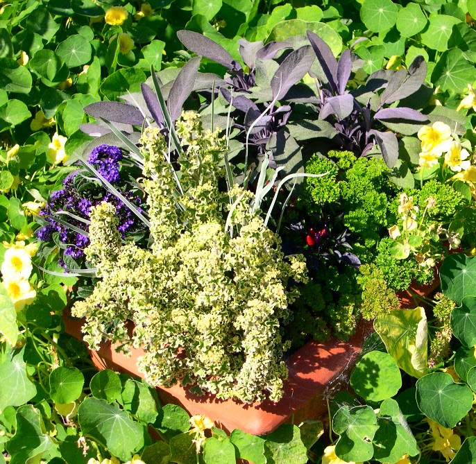 Container Herb Gardens