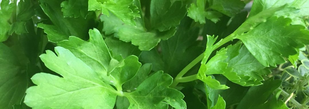 Parsley