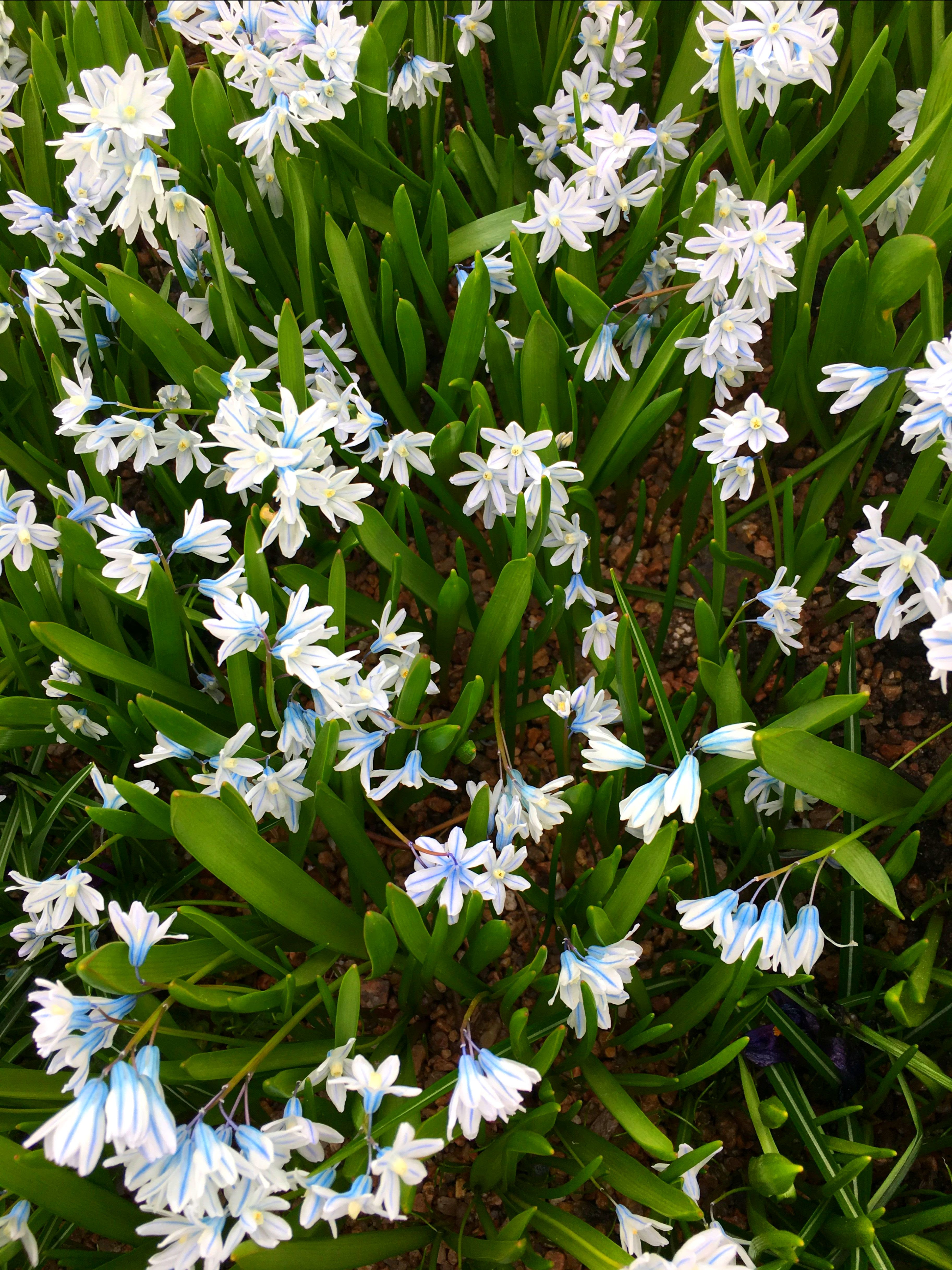 first breath of spring