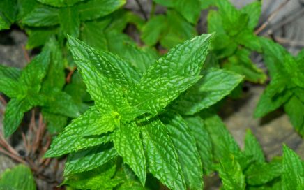 mint-herb-of-the-month
