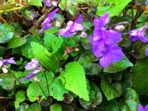 Violets – Viola sp.