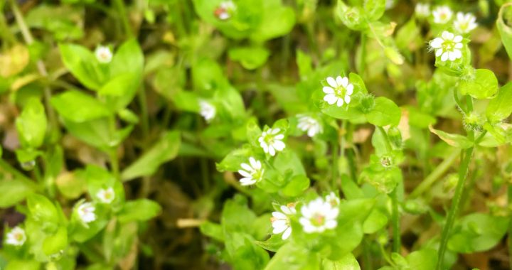 Herb of the Month – Chickweed - Stellaria media