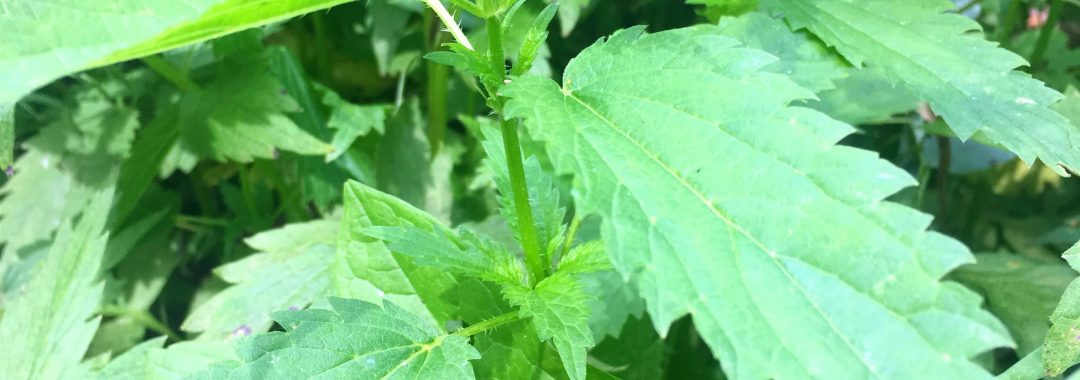 Herb of the Month – Stinging Nettle – Urtica dioica