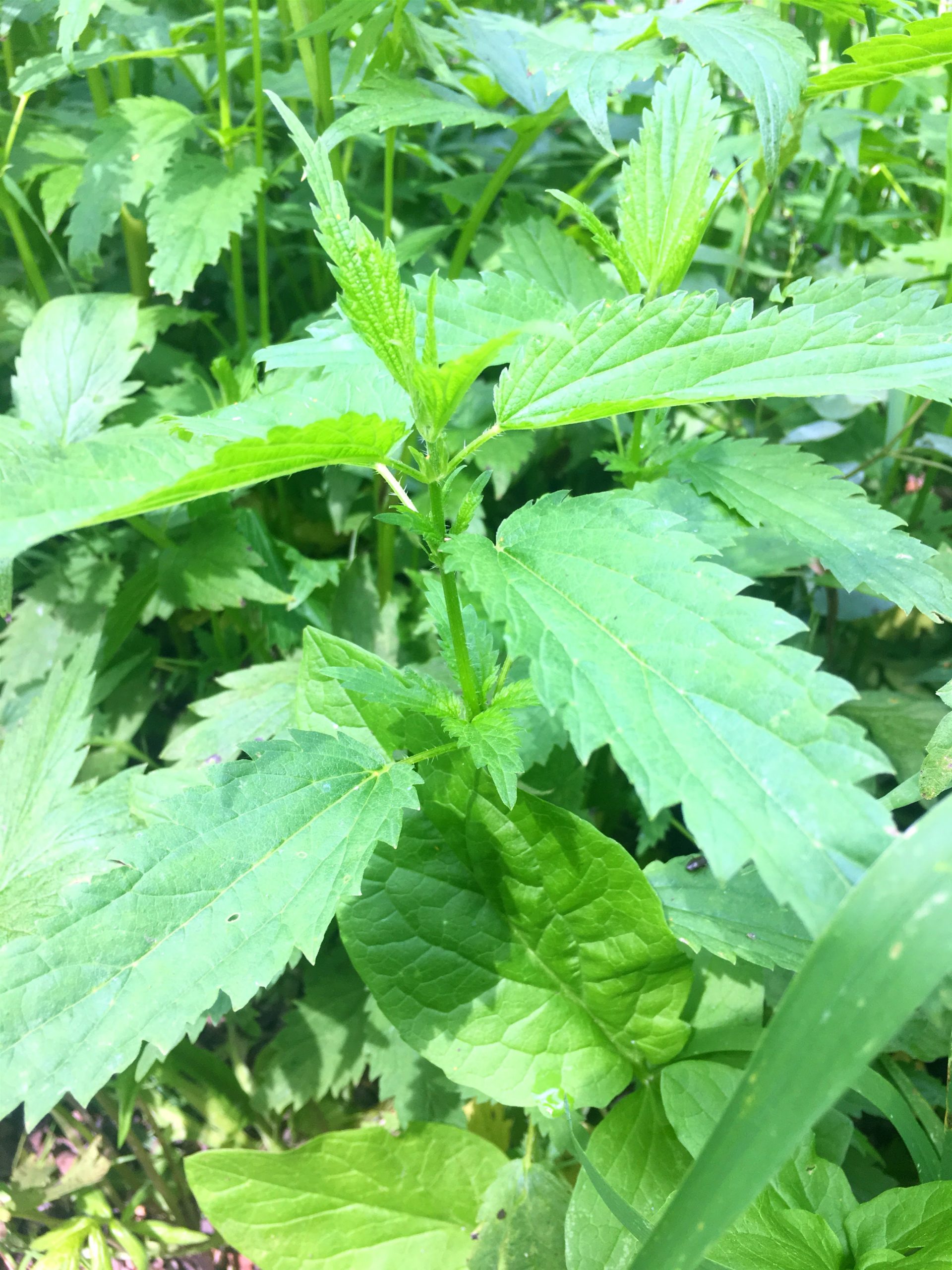Herb of the Month – Stinging Nettle – Urtica dioica