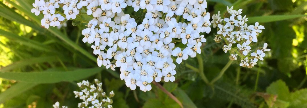 Yarrow- Achillea
