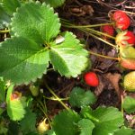 Strawberry Rhubarb Crunch