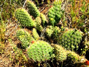 Herb of the Month – Prickly Pear