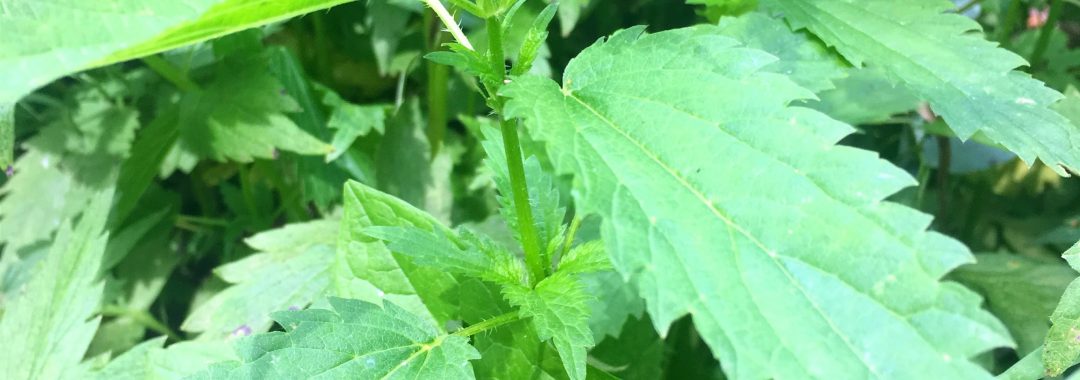 Wild Plants Pesto - Nettle