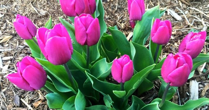 March Herb Blurb 2023