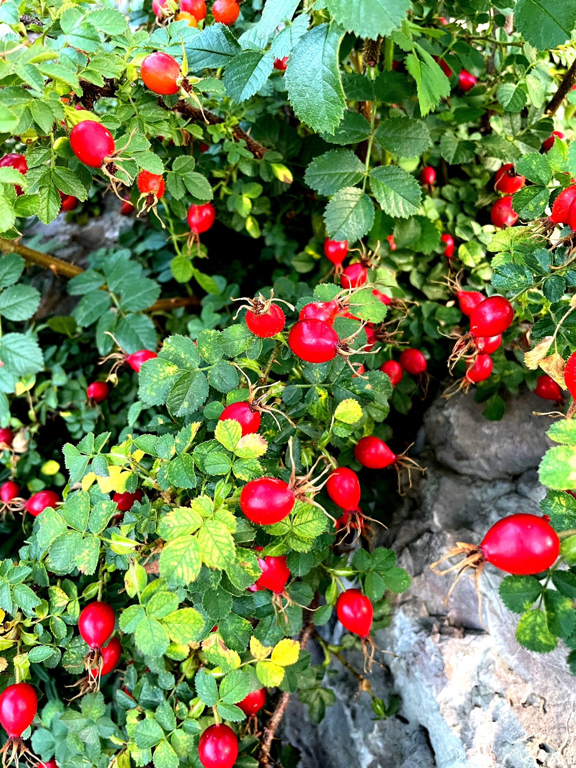 Herb of the Month – Rose Hips