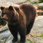 denver-zoo-brown-bear