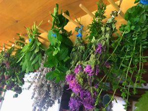 Harvesting Your Herbs