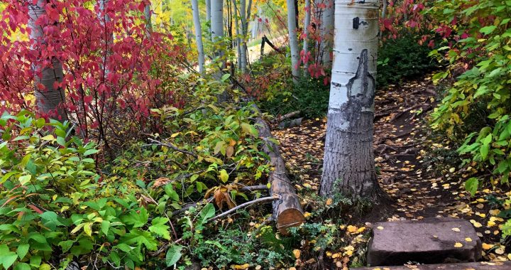 September 2023 Herb Blurb