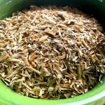 Oat Straw – Avena sativa