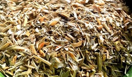 Oat Straw – Avena sativa