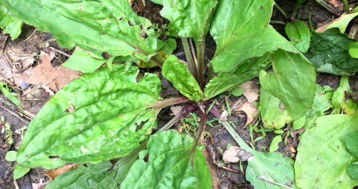 Herb of the Month – Plantain - Plantago sp.