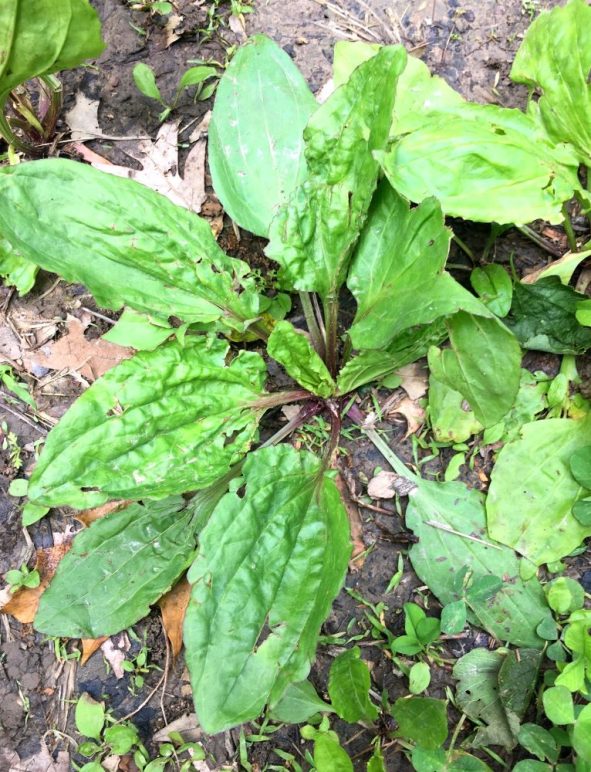Herb of the Month – Plantain - Plantago sp.