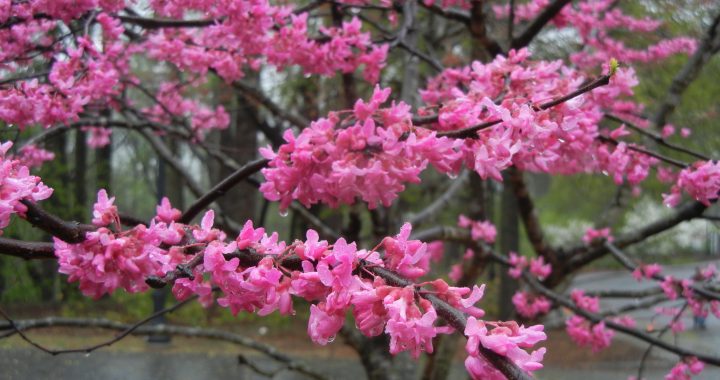 The First Breath of Spring